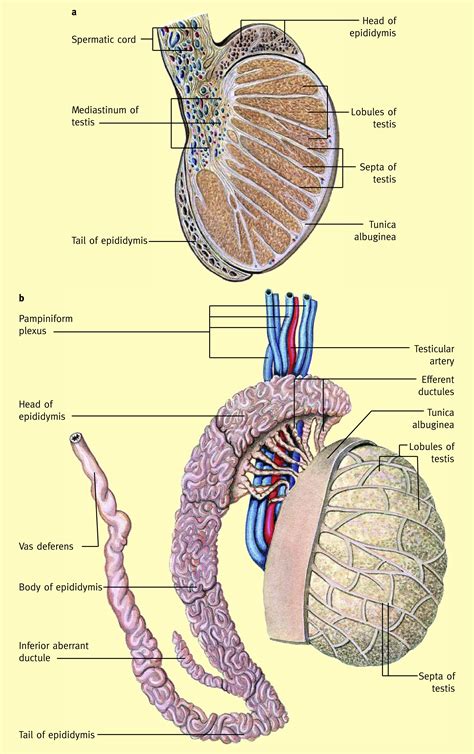 testicles and their glands